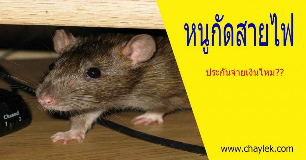 หนูกัดสายไฟ ประกันจ่ายไหม