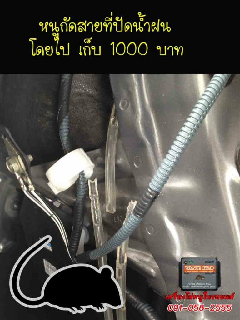 หนูกัดสายที่ปัดน้ำฝน ค่าอะไหล่+ค่าบริการ เก็บ 1000 บาท