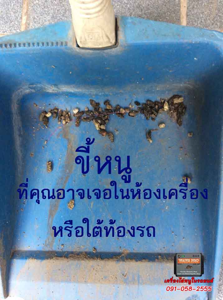 หนูกัดสายไฟ_ขี้หนู