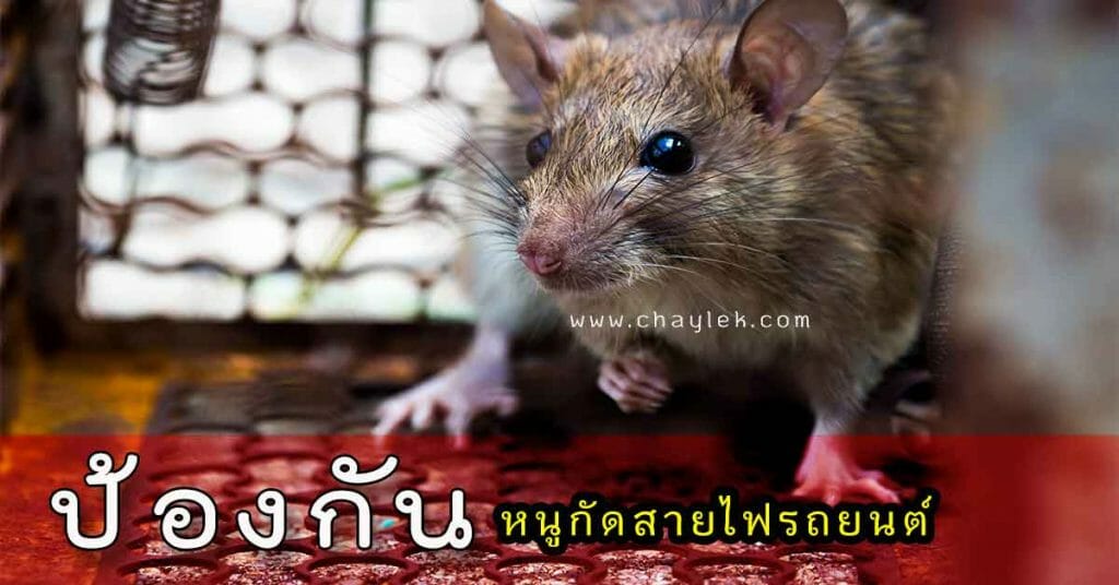 ป้องกันหนูกัดสายไฟรถ